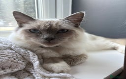 Ragdoll cats for sale: 2 Loving Ragdoll males - Image 2