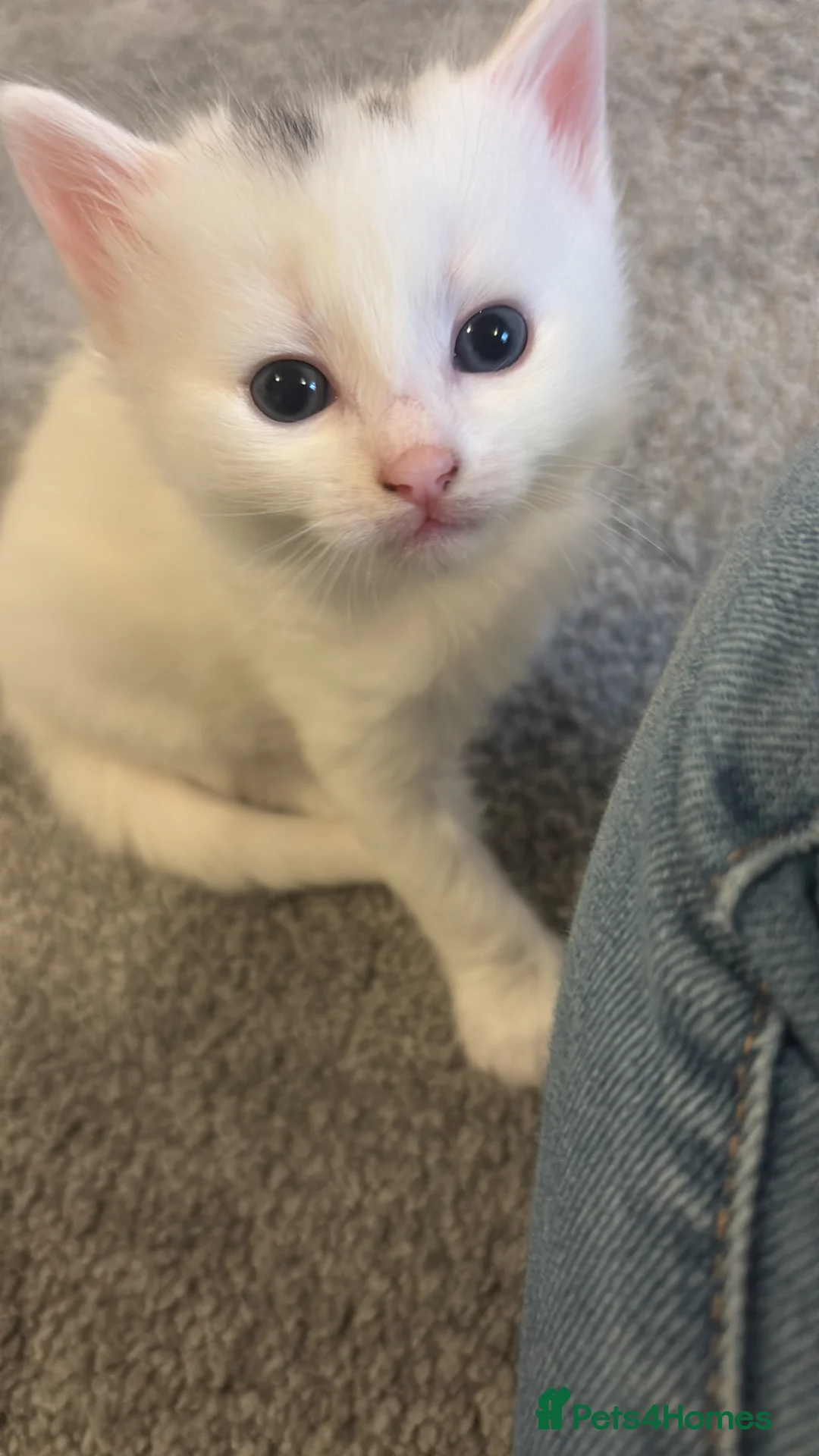 Mixed Breed cats for sale: Affectionate kittens  - Advert 2