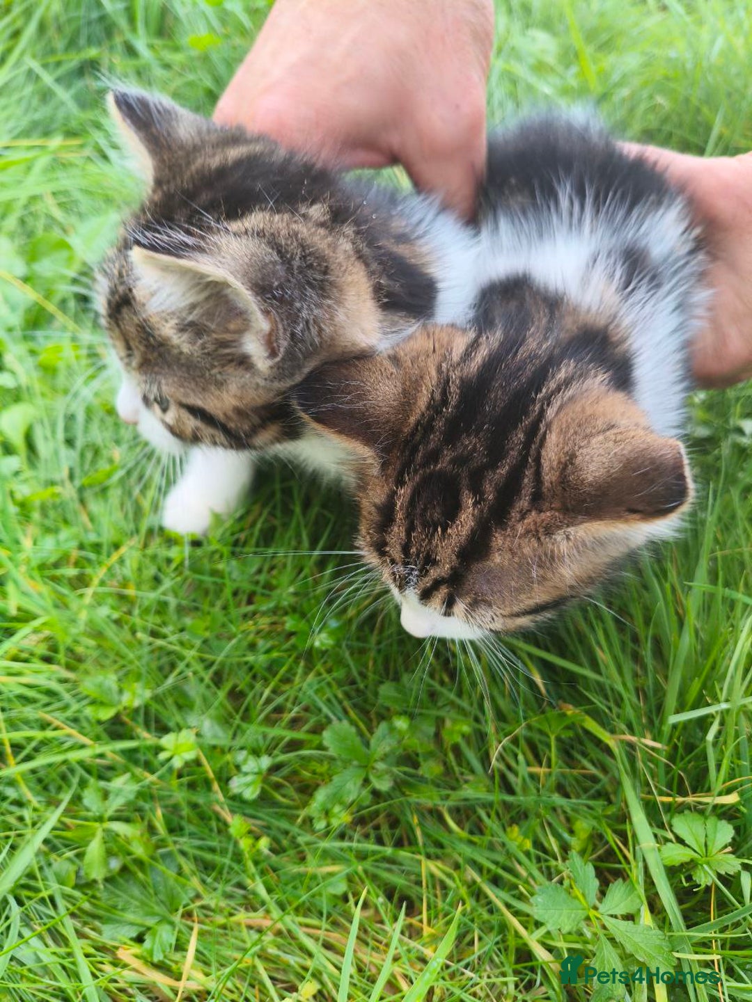 Domestic Shorthair cats for sale: Adorable Kittens Looking for Loving Homes 🐾 - Image 9