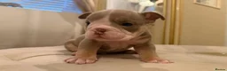 English Bulldog dogs for sale: Top tier kc British bulldog  - Advert 9