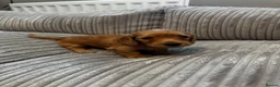 Miniature Dachshund dogs for sale: Gorgeous long haired miniature dachshund  - Advert 12