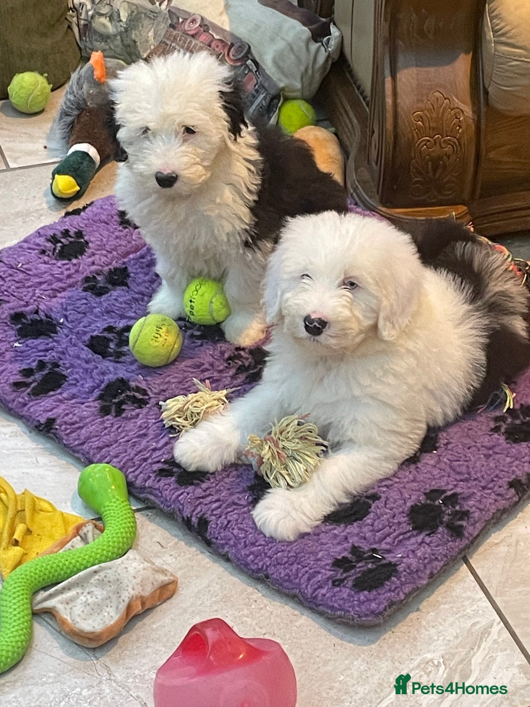 Old English Sheepdog dogs for sale: Old English sheep dog pups - Advert 2