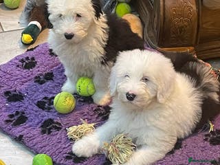 Old English Sheepdog dogs Old English sheep dog pups - Advert 5