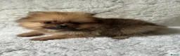 Pomeranian dogs for sale: Russian/Taiwan Pomeranian puppies - Advert 10