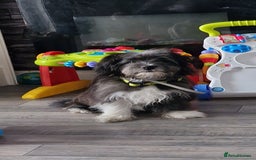 Pomchi dogs for sale: Pomchic pup  - Image 9