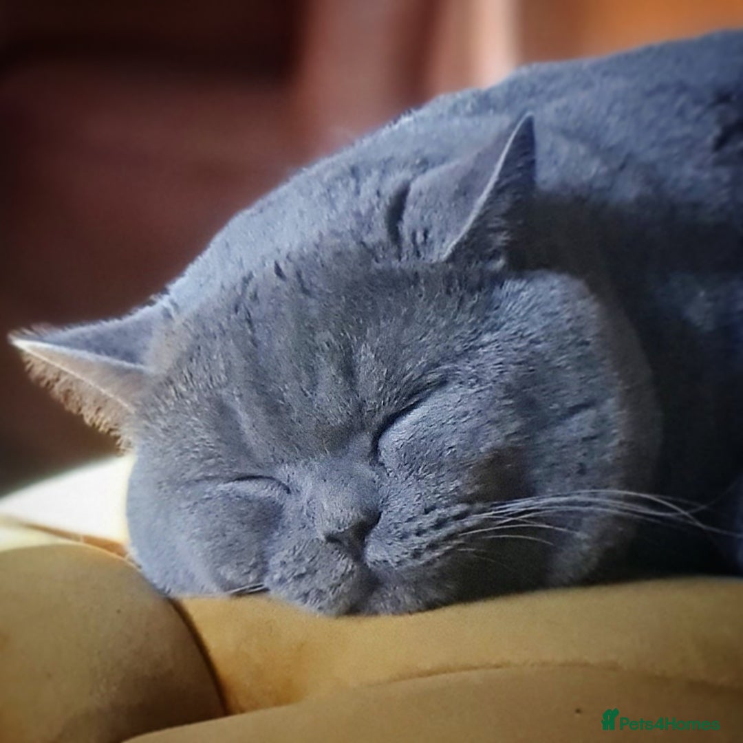 British Shorthair cats for stud: ⭐️ STUD BLUE BRITISH SHORTHAIR GCCF, WREXHAM ⭐️ in Wrexham - Image 3