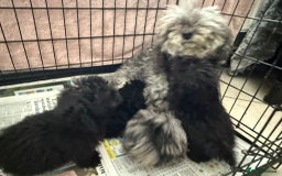 Poochon dogs for sale: Poochon Pups - Image 6