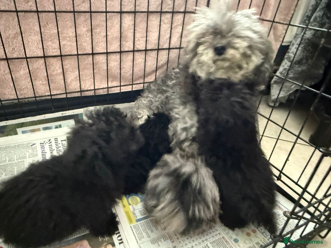Poochon dogs for sale: Poochon Pups - Image 6