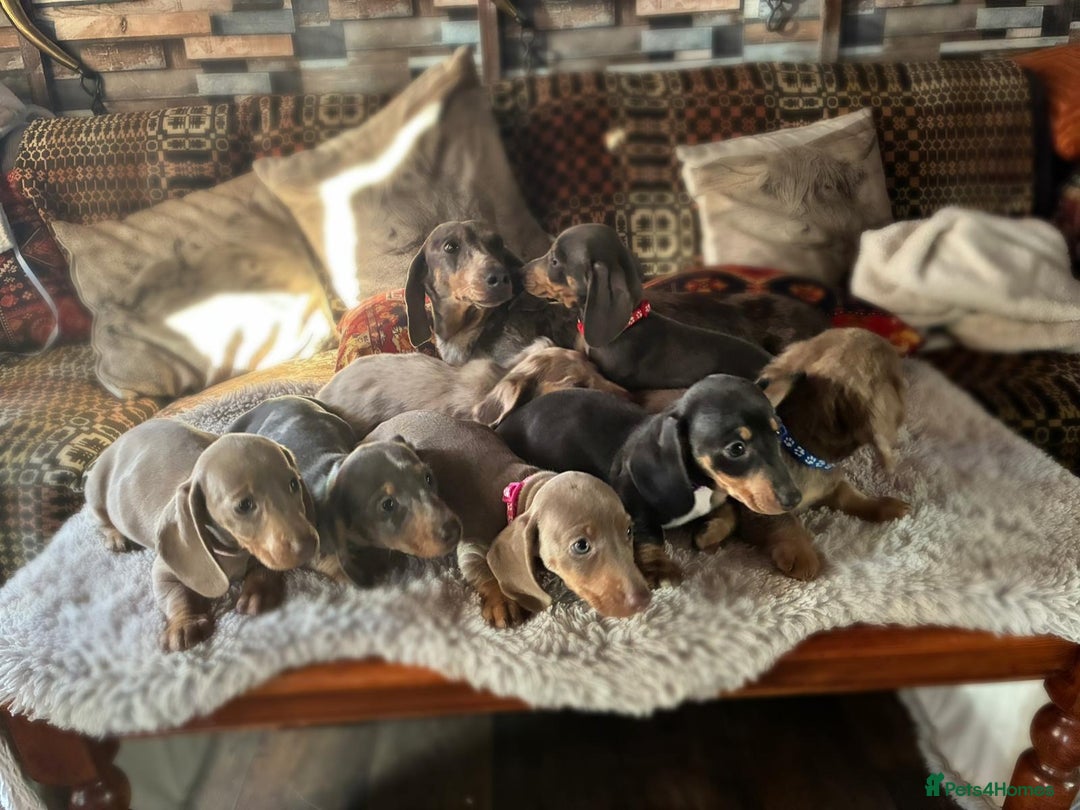 Dachshund dogs for sale: miniature datchund puppies - Advert 10