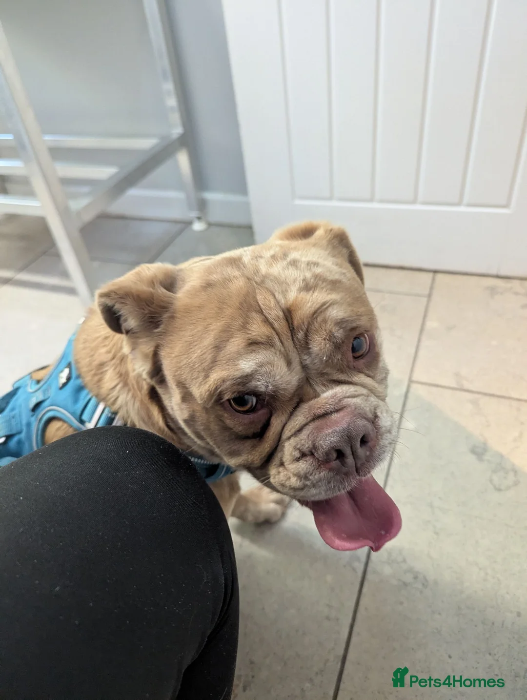 Old Tyme Bulldog dogs for sale: Beautiful! Old tym bulldog  - Advert 2