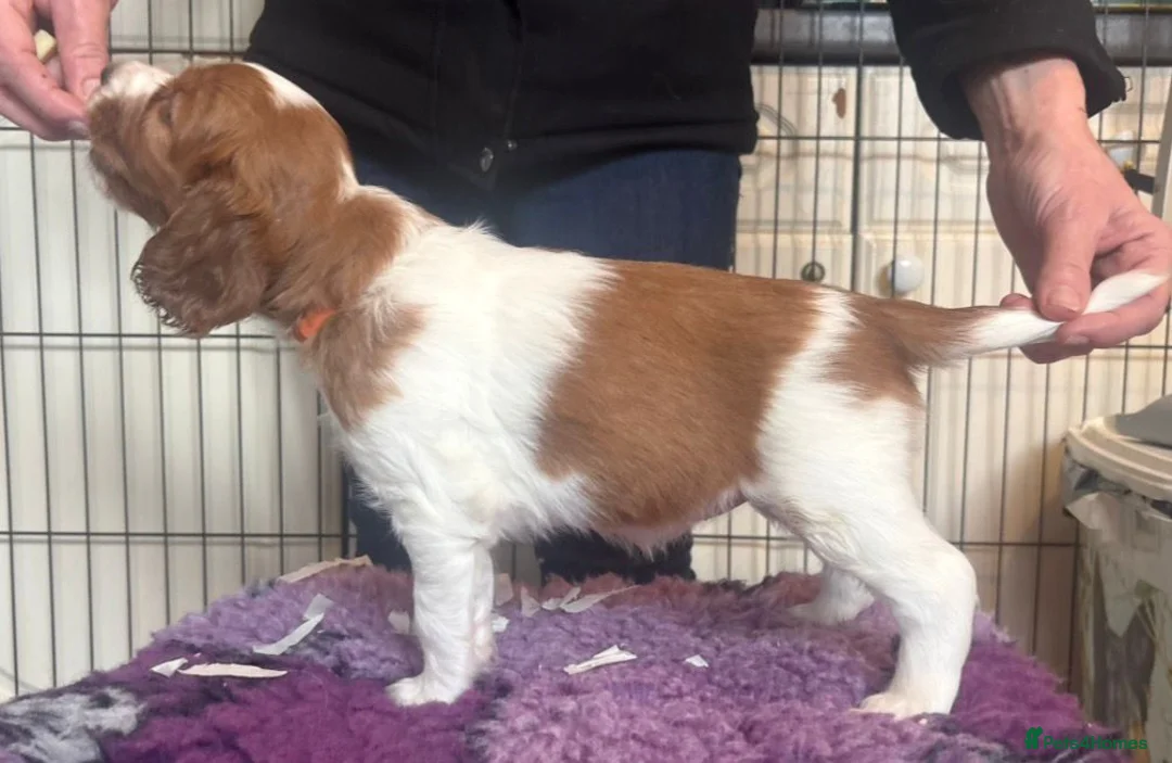 Welsh Springer Spaniel dogs for sale: Exceptionally promising litter of quality puppies in Camborne - Advert 9