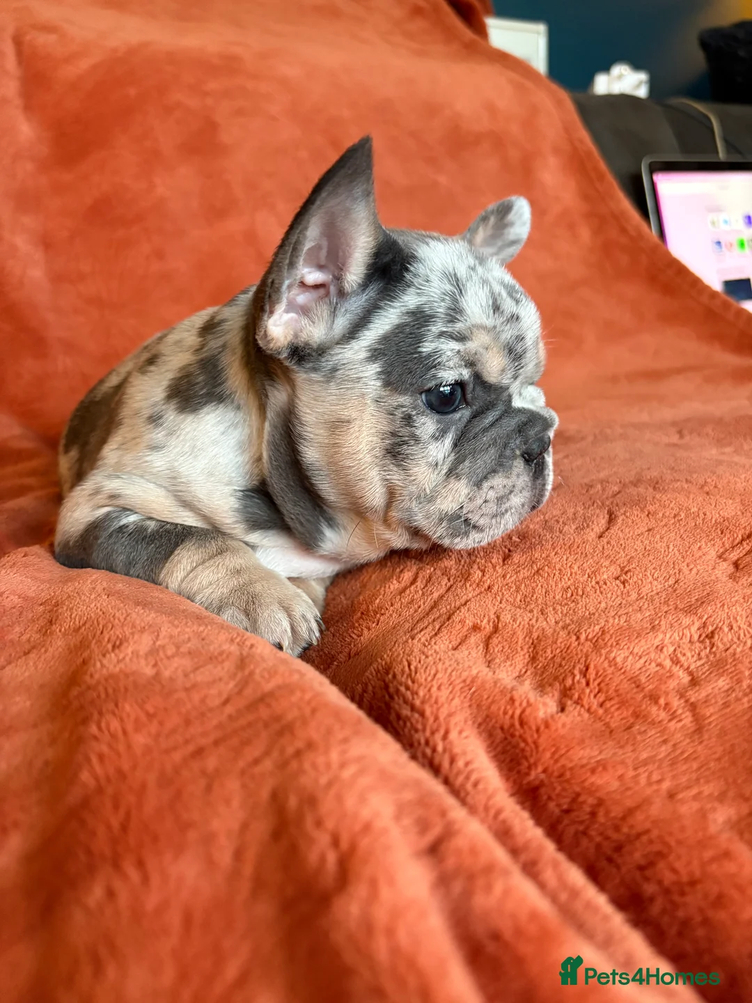 French Bulldog dogs for sale: *REDUCED*❤️‍🔥 - Advert 30
