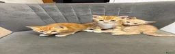 Bengal cats for sale: 5 beautiful mixed Bengal and Russian Angora. - Advert 13