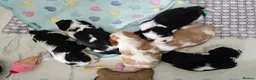 Cavalier King Charles Spaniel dogs for sale: MRI scanned pareents fully health tested  - Advert 12