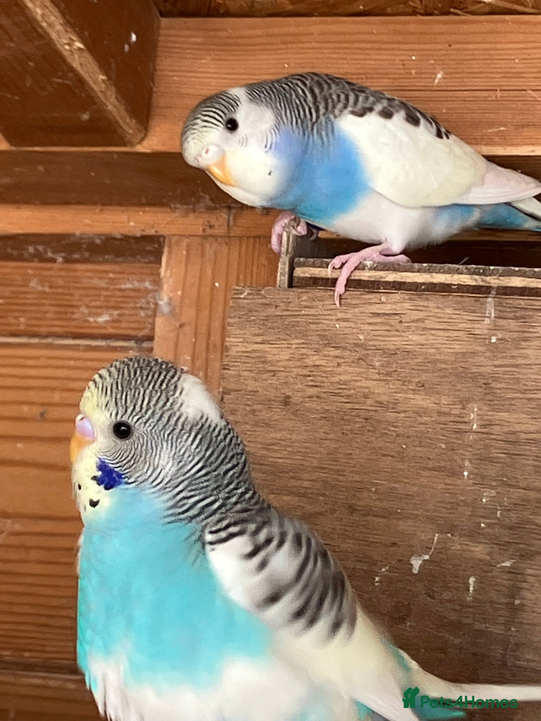Budgerigars birds for sale: Aviary bred budgies for sale . - Image 7