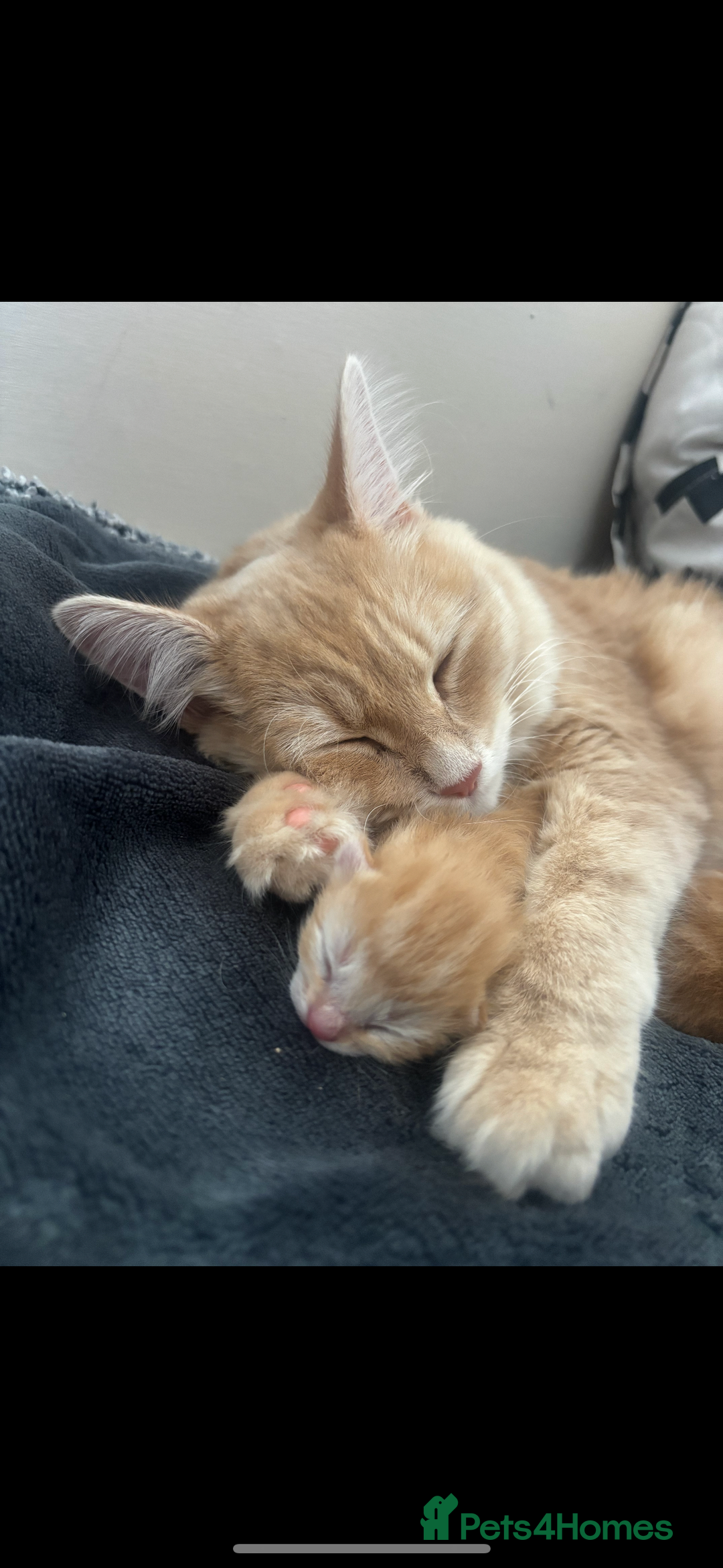 Mixed Breed cats for sale: Adorable fluffy ginger kittens  - Image 14