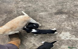 Mixed Breed dogs for sale: Speagle pup (male) - Image 8