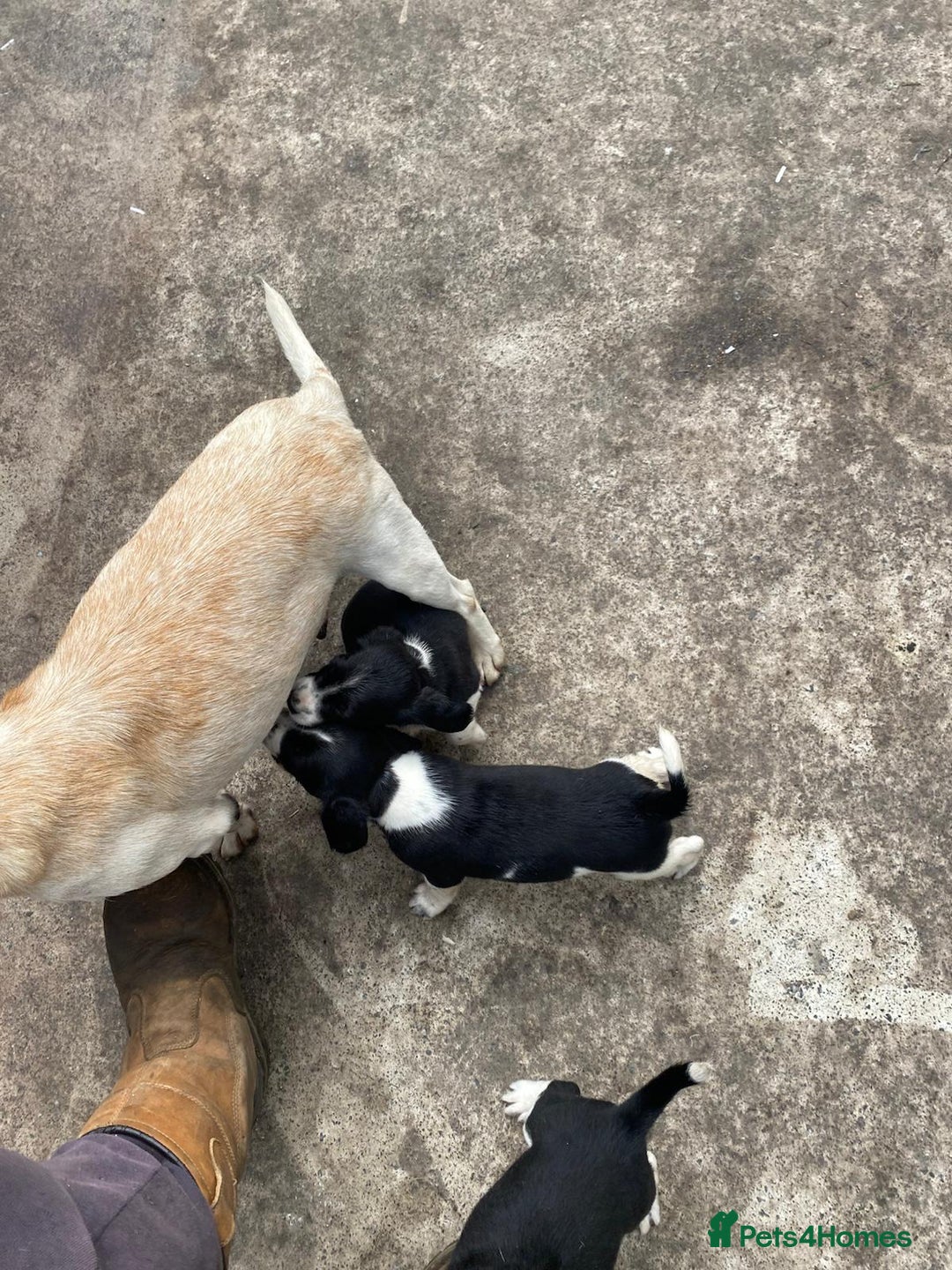 Mixed Breed dogs for sale: Speagle pup (male) - Image 8
