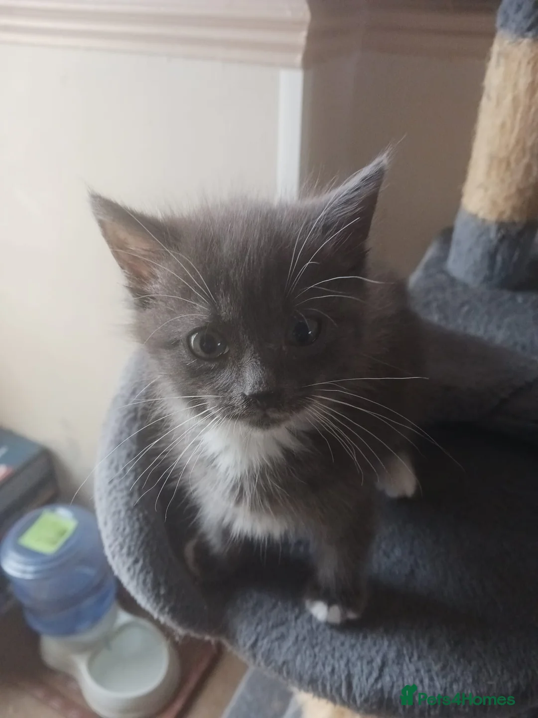 Ragdoll cats for sale: CUTE RARE BLUE COLOUR RAGDOLL KITTENS  - Advert 14