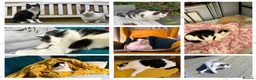 Domestic Shorthair cats for sale: Mouse - looking for her retirement home - Advert 6