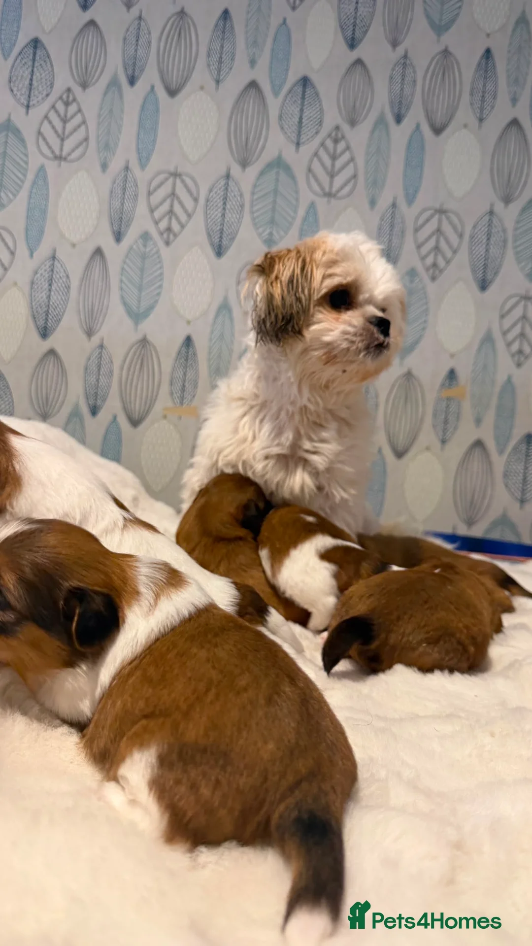 Shih Tzu dogs for sale: Shih tzu puppies in Glasgow - Advert 2