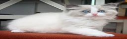 Ragdoll cats for sale: Blue Point/Bicolor Ragdoll Boy Champion Line TICA - Advert 1