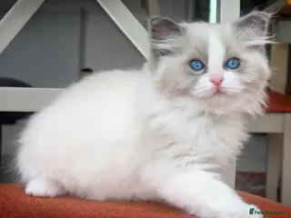 Ragdoll cats Blue Point/Bicolor Ragdoll Boy Champion Line TICA - Advert 1