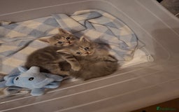 Mixed Breed cats for sale: Kittens looking for new home - Image 2