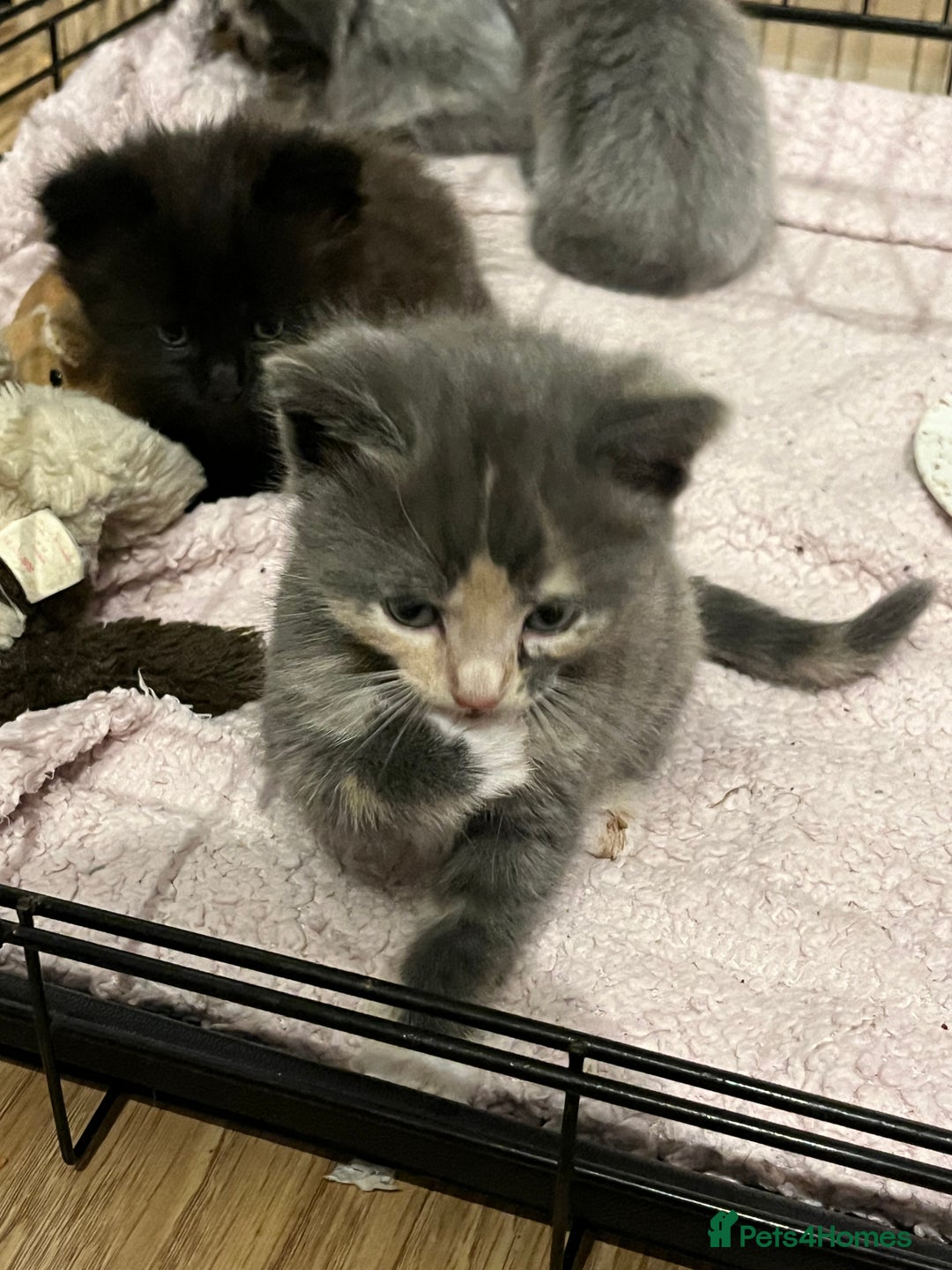 Ragdoll cats for sale: Long haired ragdoll cross kittens  - Advert 5