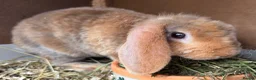 Mini Lop rabbits for sale: Mini Plush Lop. ready to leave  - Advert 1