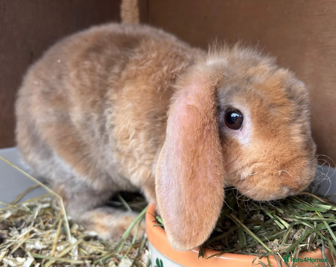 Mini Lop rabbits for sale: Mini Plush Lop. ready to leave  - Advert 1