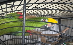 Parrots birds for sale: Yellow crowned Amazon parrot with cage - Image 1