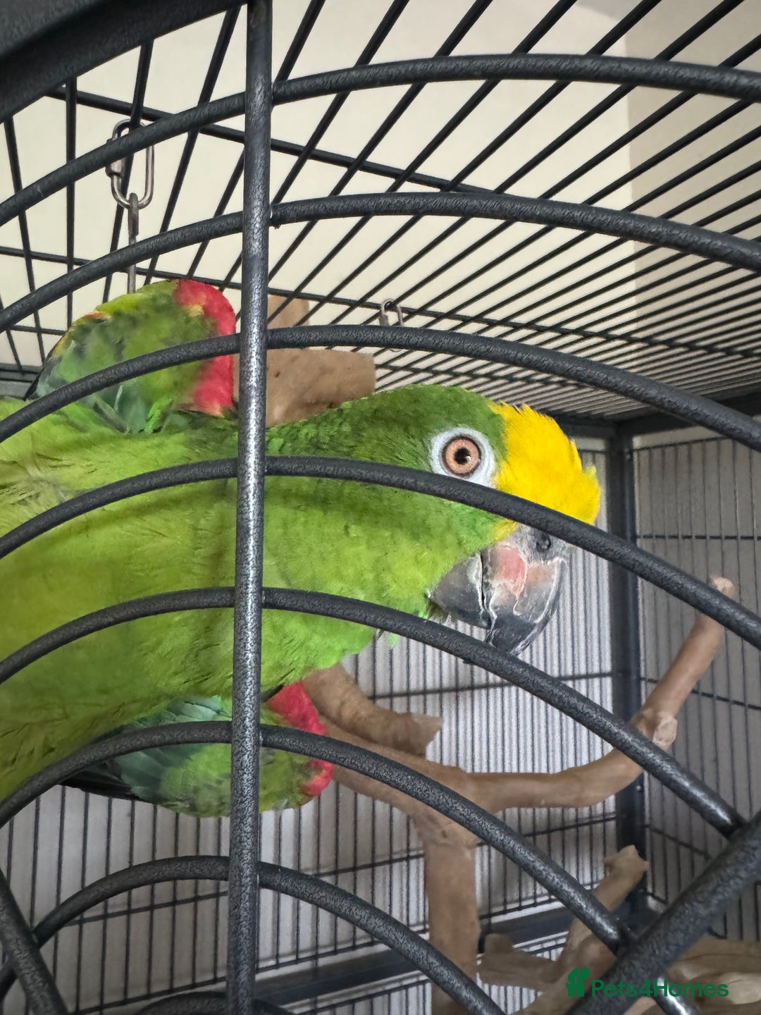 Parrots birds for sale: Yellow crowned Amazon parrot with cage - Image 1