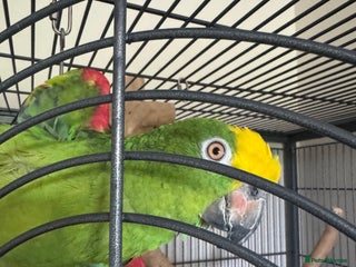 Parrots birds - Advert 13