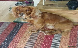 Cocker Spaniel dogs for stud: Pedigree stud   in Gloucester - Image 4