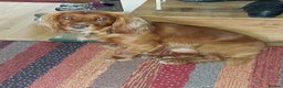 Cocker Spaniel dogs for stud: Kc registered, Pedigree stud. in Gloucester - Advert 5