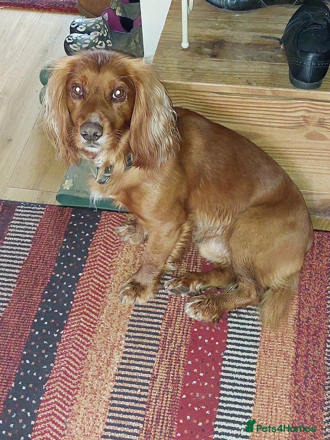 Cocker Spaniel dogs for stud: Pedigree stud   in Gloucester - Image 4