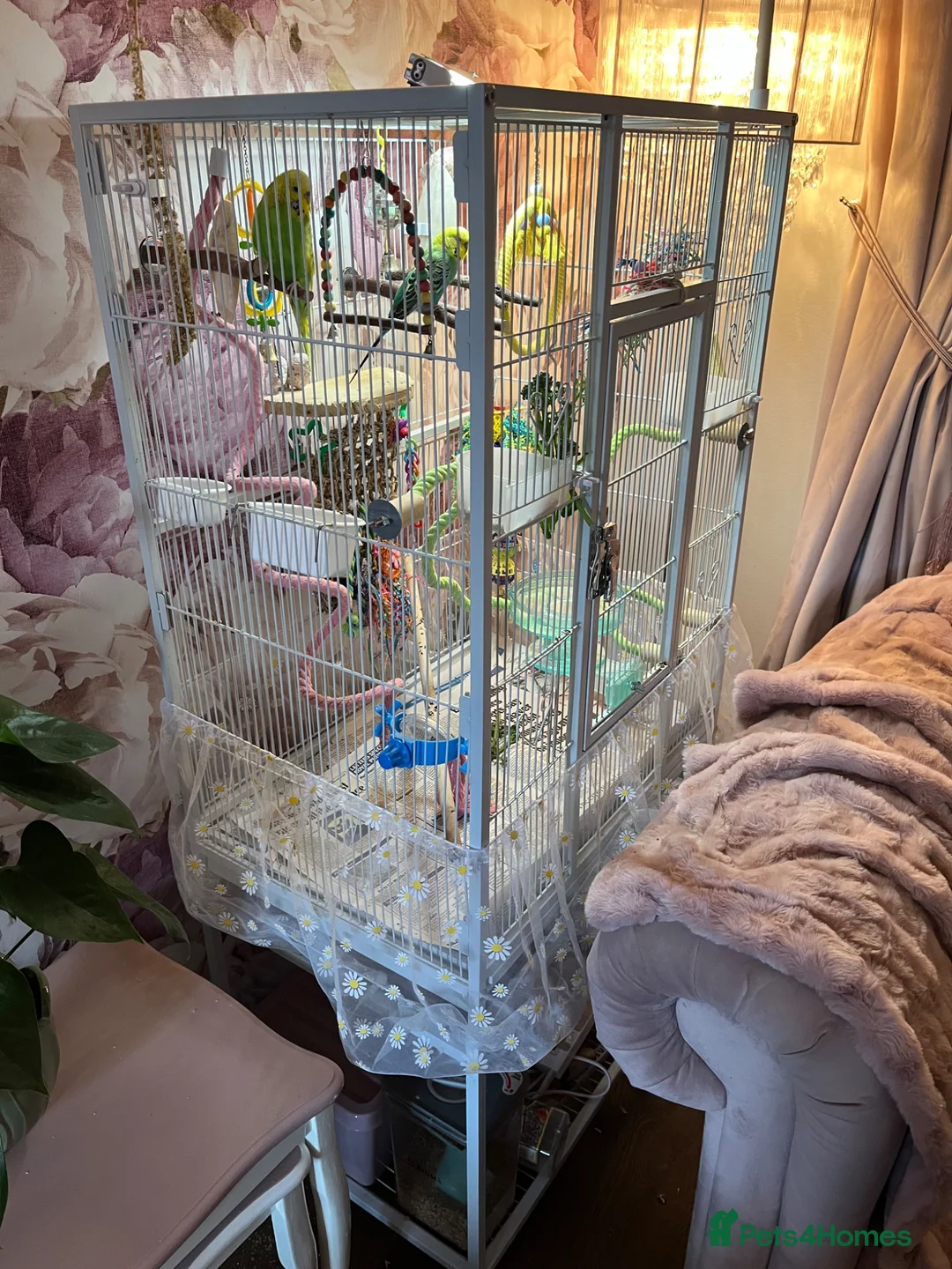 Budgerigars birds for sale: Two beautiful budgies with cage in Widnes - Advert 2