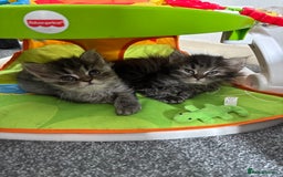Persian cats for sale: Silver black tabby Persian mix kittens  - Image 12