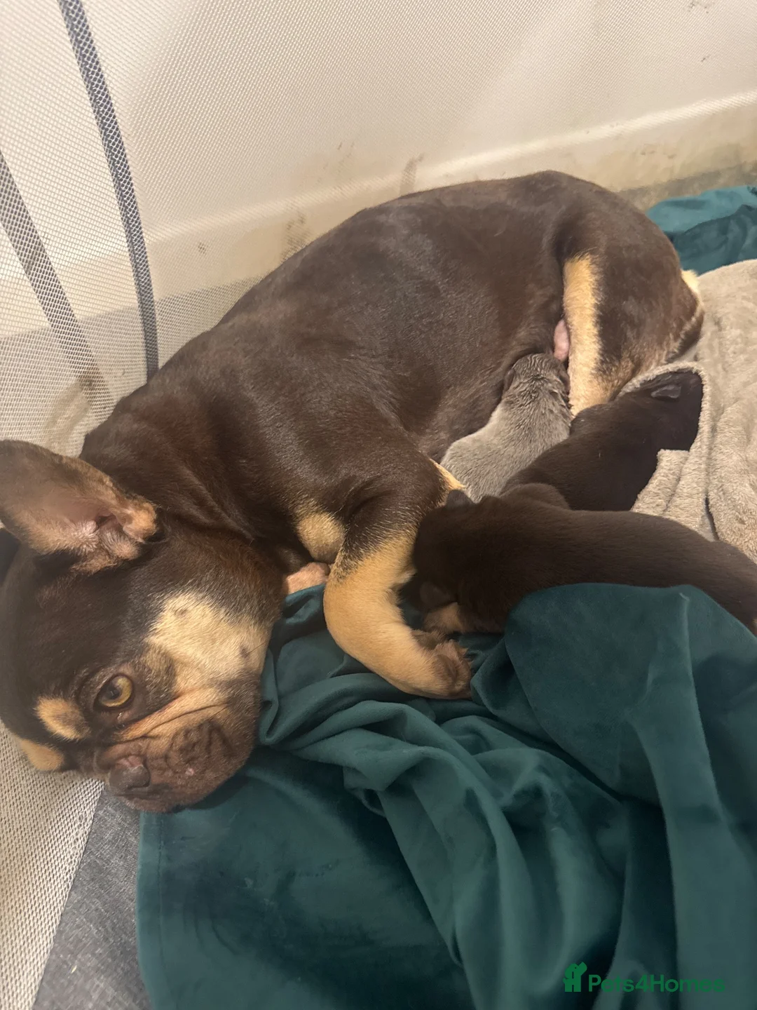 French Bulldog dogs for sale: Grade a French bulldogs  - Advert 2
