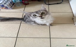 Maine Coon cats for sale: 🐾 Gorgeous Active Maine Coon Cat for Sale 🐾 - Image 2