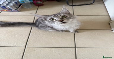Maine Coon cats - Advert 4