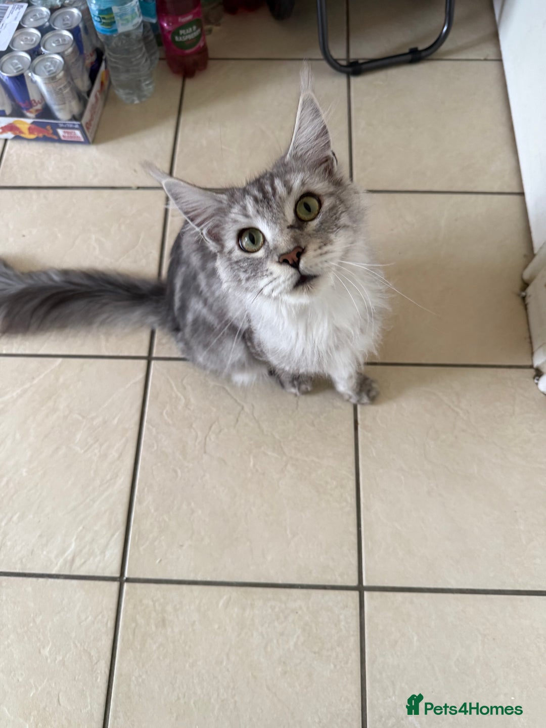 Maine Coon cats for sale: 🐾 Gorgeous Active Maine Coon Cat for Sale 🐾 - Image 2