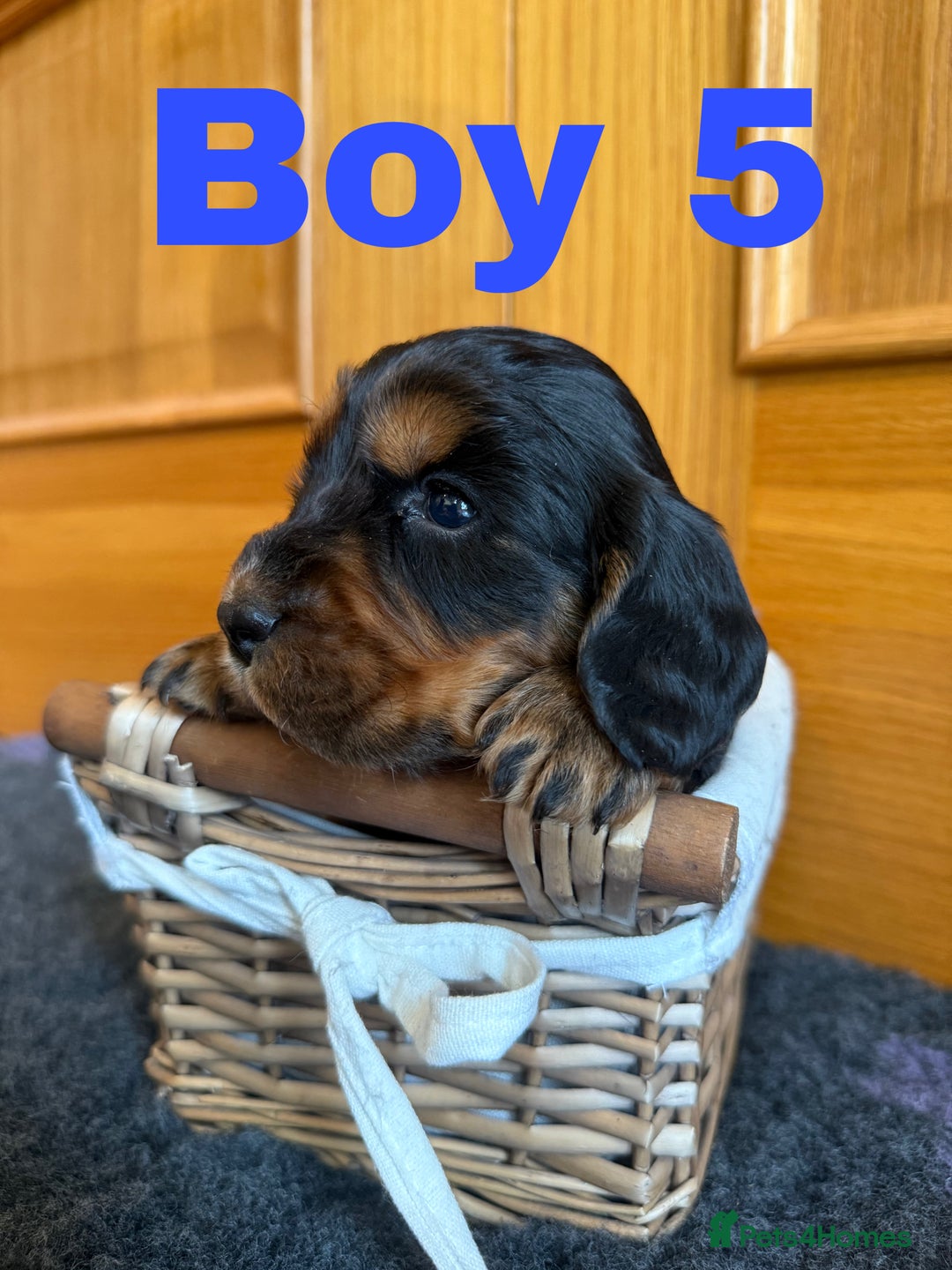 Cocker Spaniel dogs for sale: Beautiful Purebred Cocker Spaniel Puppies - Advert 7
