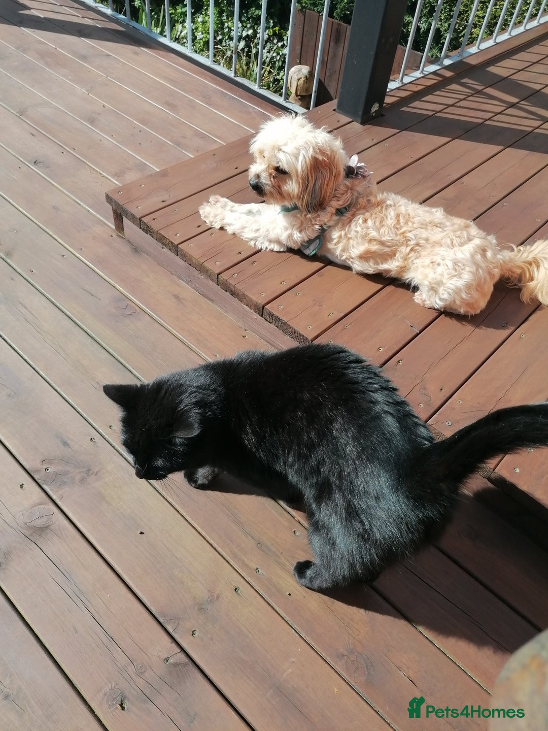 Cavapoo dogs for sale: Toy Cavapoo puppies - Image 30