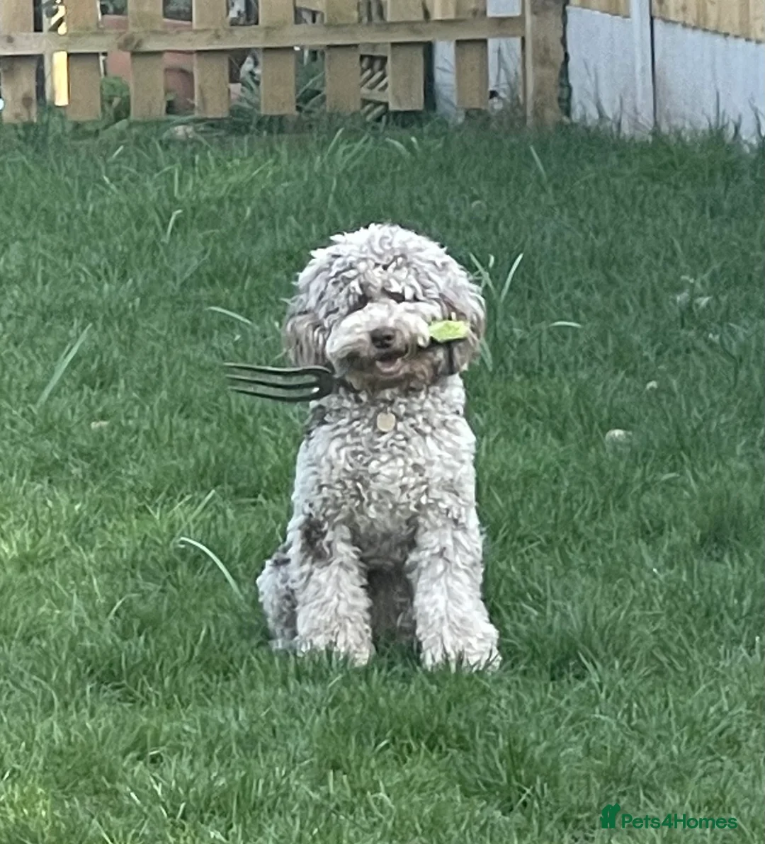 Cockapoo dogs for stud: PROVEN DNA tested Cockapoo Stud-Chocolate Merle in Stafford - Advert 17