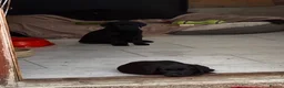 Labrador Retriever dogs for sale: Ready  now  Quality bred and cared for - Advert 2