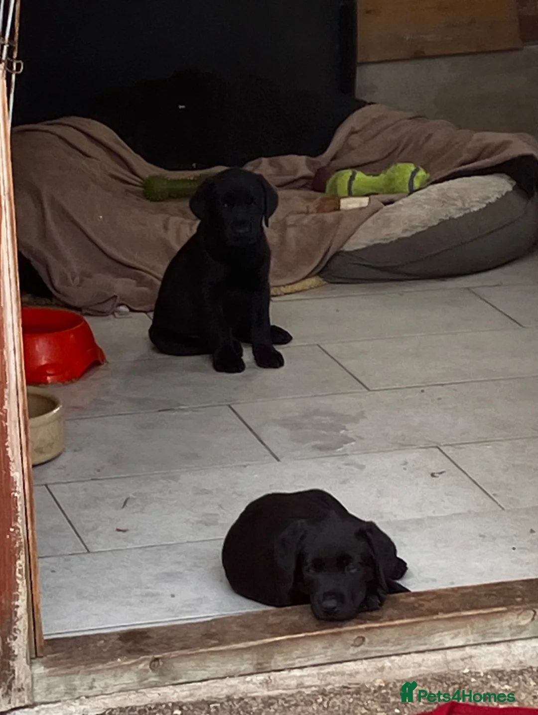 Labrador Retriever dogs for sale: Ready  now  Quality bred and cared for - Advert 2