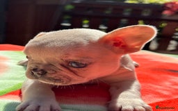 French Bulldog dogs for sale: Adorable French Bulldogs - Image 24