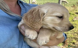 Golden Retriever dogs for sale: Beautiful KC Golden Retriever Puppies - Image 24